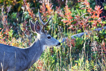 Wildlife Yellowstone<br>NIKON D4, 500 mm, 1600 ISO,  1/1250 sec,  f : 6.3 